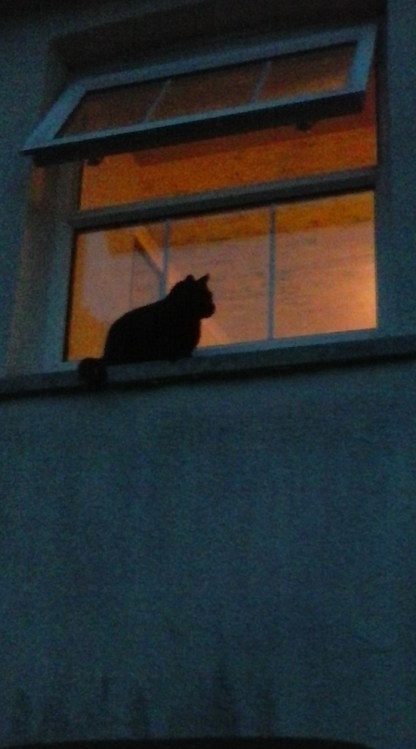 Cat outside window